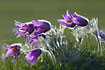 Pasqueflowers backlighted