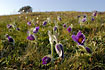A hill covered in pasqueflowers