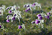 Pasqueflowers backlighted
