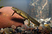 Photo ofCommon Newt (Triturus vulgaris). Photographer: 