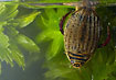 The water beetle Acilius sulcatus (female) renews its airsupply (studio photo)
