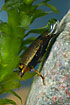The water beetle Acilius sulcatus (male) with an airbubble