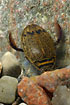 The water beetle Acilius sulcatus (male) (studio photo)