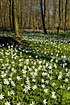 Wood Anemones covering the beech forest floor