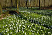 Wood Anemones covering the beech forest floor