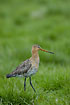 Black-tailed Godwit on the meadow