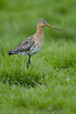Black-tailed Godwit on the meadow