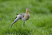 Black-tailed Godwit on the meadow stretchin its wing