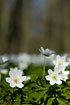 Anemones on the forest floor