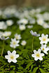 Wood Anemones covering the forest floor