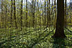 Anemones in the underforest and developing leaves in the spring forest