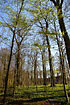 Beech forest in the early spring