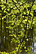 Fresh beech leaves is mirrored in the forest lake