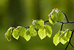 Fresh beech leaves