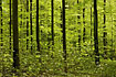 Dark beech trunks among light-green leaves