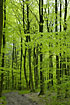 Light-green beech forest