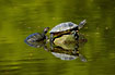 Two turtles sunbathing on a stone in the spring coloured lake