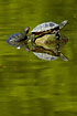 Two turtles sunbathing on a stone in the spring coloured lake