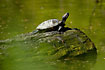 Trtle sunbathing on a stone in the spring coloured lake