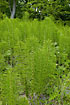 Large group of Great Horsetail