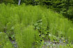 Dense group of Great Horsetail