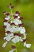 Close-up of Lady Orchid