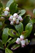 Flowering Bearberry