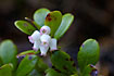 Photo ofBearberry (Arctostaphylos uva-ursi). Photographer: 