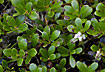 Photo ofBearberry (Arctostaphylos uva-ursi). Photographer: 