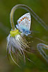 Common Blue resting on pasqueflower