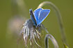 Common blue showing its shiny blue wings