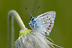 Common Blue resting on pasqueflower