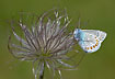 Common Blue on pasqueflower