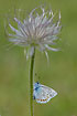 Common Blue climbing a pasqueflower