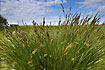 Photo ofTufted-sedge (Carex elata). Photographer: 