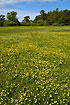 Swedish meadow covered by buttercups