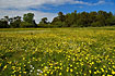 Swedish meadow covered by buttercups