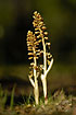 Two nice Birds-nest Orchids in evening light