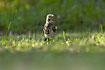 Photo ofFieldfare (Turdus pilaris). Photographer: 