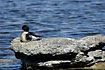 Red-breasted Merganser resting on rock in the heat of the day