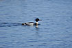 Red-Breasted Merganser swimming in the Baltic Sea