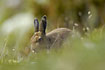 Photo ofArctic Hare/Mountain Hare (Lepus timidus). Photographer: 