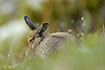 Arctic hare in summer plumage wriggling with the ears