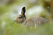 Arctic Hare in summer plumage hidden in the grass