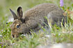 Arctic Hare in summer plumage grazing