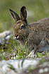 Arctic hare watching carefully