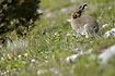 Arctic hare in rocky landscape