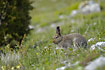 Arctic hare on a sloping rocky terrain