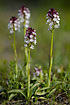 A fine group of Burnt Orchids