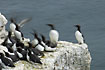 A group of Guillemots "in motion"